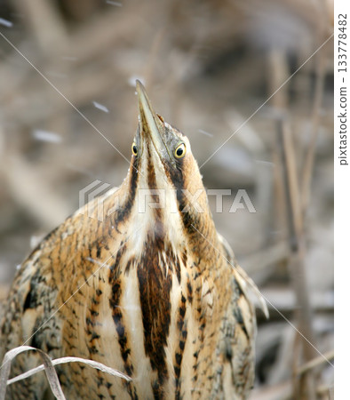 Portraits of the great bittern (Botaurus stellaris) Portraits of the great bittern (Botaurus stellaris) 133778482