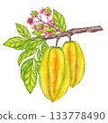 Watercolor Starfruit hanging from blooming tree branch, green leaf foliage. Whole yellow tropical Carambola or Bilimbi. Botanical exotic star apple. Hand drawn illustration isolated white background 133778490