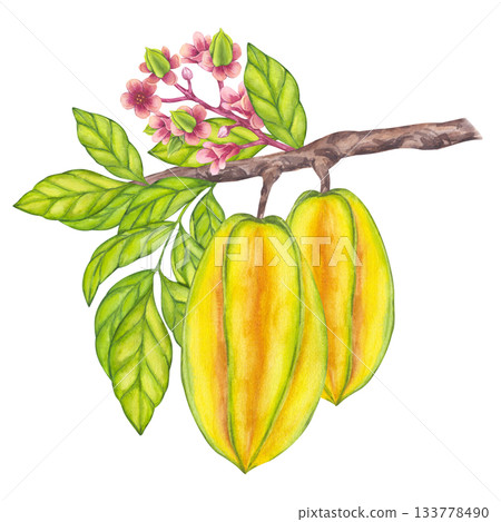 Watercolor Starfruit hanging from blooming tree branch, green leaf foliage. Whole yellow tropical Carambola or Bilimbi. Botanical exotic star apple. Hand drawn illustration isolated white background Watercolor Starfruit hanging from blooming tree branch, green leaf foliage. Whole yellow tropical Carambola or Bilimbi. Botanical exotic star apple. Hand drawn illustration isolated white background 133778490