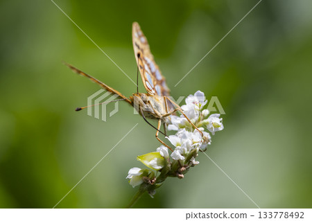 Queen of Spain fritillary butterfly resting on flowers in Naarder Eng, Netherlands during a sunny day Queen of Spain fritillary butterfly resting on flowers in Naarder Eng, Netherlands during a sunny day 133778492
