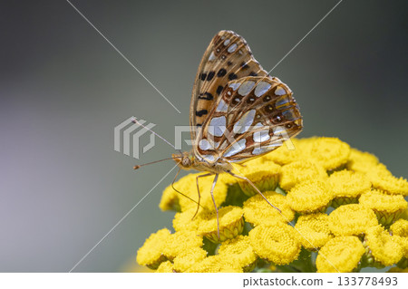 Queen of Spain fritillary butterfly rests on vibrant yellow flower in Naarder Eng, Netherlands during sunny day 133778493
