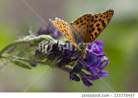 Queen of Spain fritillary butterfly resting on purple flower at Naarder Eng in the Netherlands during sunny afternoon Queen of Spain fritillary butterfly resting on purple flower at Naarder Eng in the Netherlands during sunny afternoon 133778497