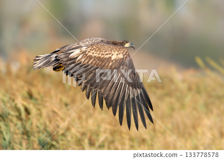 white-tailed eagle (Haliaeetus albicilla) 133778578