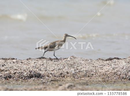 Eurasian whimbrel (Numenius phaeopus) 133778586