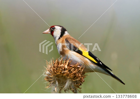 Portrait of a European goldfinch (Carduelis carduelis) 133778608