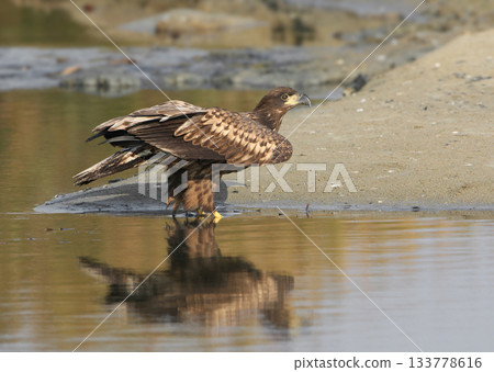 white-tailed eagle (Haliaeetus albicilla) white-tailed eagle (Haliaeetus albicilla) 133778616