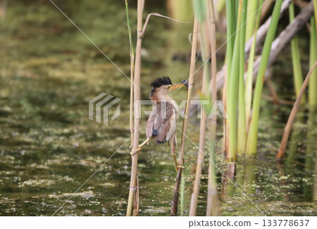little bittern (Botaurus minutus) little bittern (Botaurus minutus) 133778637