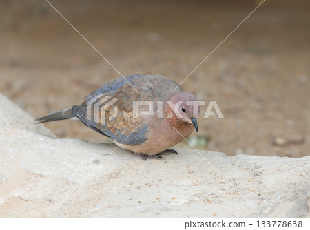 Portrait of a laughing dove (Spilopelia senegalensis) Portrait of a laughing dove (Spilopelia senegalensis) 133778638
