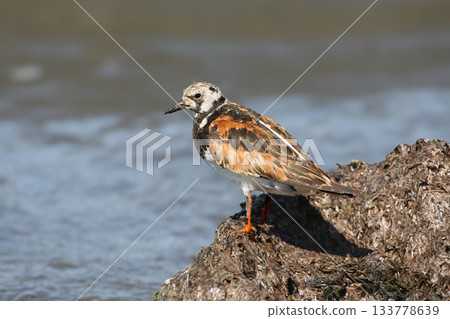 The ruddy turnstone (Arenaria interpres) 133778639