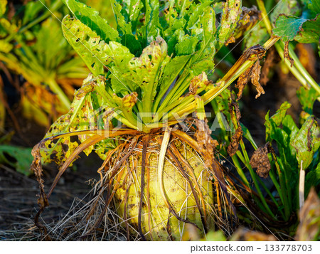 A sugar beet plant with vibrant green leaves, though riddled with holes, sits above a large, yellow root, ready for harvest. 133778703