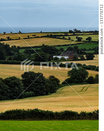 Rolling fields of golden crops and farmland near the coast of West Cork, Ireland. 133778712