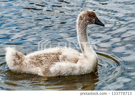 The image captures the beauty of a young swan in its natural habitat, highlighted by the water's movement and light. The image captures the beauty of a young swan in its natural habitat, highlighted by the water's movement and light. 133778713