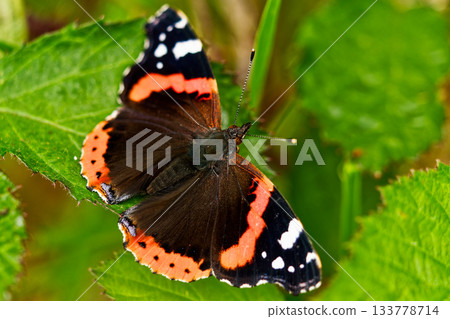Nature's beauty captured in a close-up of a Red Admiral. 133778714