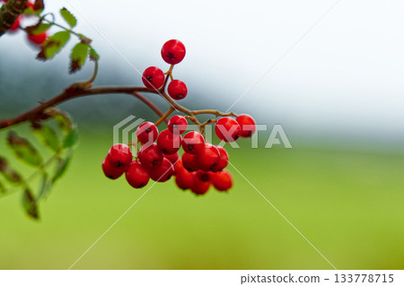 A vibrant cluster of red rowan berries clinging to a branch, set against a soft, blurred green and white backdrop. 133778715