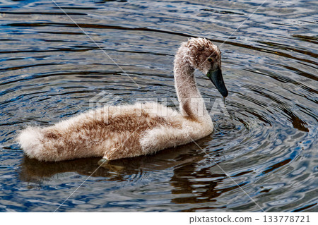 The cygnet drifts peacefully, water droplets falling from its beak, causing ripples on the water's reflective surface. The cygnet drifts peacefully, water droplets falling from its beak, causing ripples on the water's reflective surface. 133778721