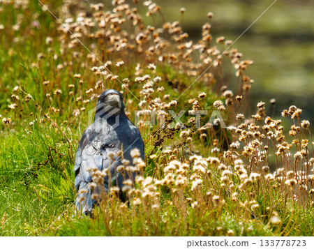 An intimate, low-angle shot showcases the powerful presence of the black bird, intently looking, surrounded by a carpet of light-colored, dry flora and tall, golden-hued stalks. 133778723