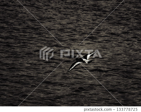 Oystercatcher flying low over the water on a sunny day, with wings outstretched and sea ripples showing. Oystercatcher flying low over the water on a sunny day, with wings outstretched and sea ripples showing. 133778725