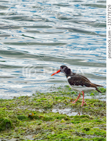 The shorebird, algae, and water blend in a serene display of nature's artistry on the coast, radiating peace. The shorebird, algae, and water blend in a serene display of nature's artistry on the coast, radiating peace. 133778726