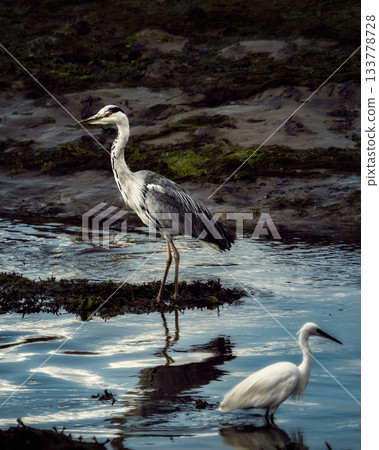 A grey heron stands near a patch of vegetation in the shallow water, and a little egret stands nearby also in the water. Reflections are visible on the water's surface. 133778728