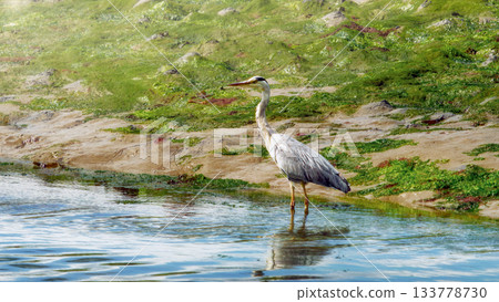 A grey heron stands in shallow, blue water. The bird has long legs and a thin neck. A sandy bank with green plants is visible along the water's edge. A grey heron stands in shallow, blue water. The bird has long legs and a thin neck. A sandy bank with green plants is visible along the water's edge. 133778730