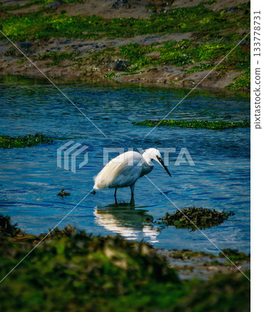 A white little egret stands in the shallow water, probably looking for food. The muddy shoreline shows signs of plant growth. The bird is the main focus of the shot. 133778731