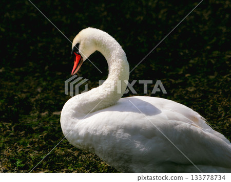 Beautiful swan with a red beak. Detailed view of a swan's neck and body, showing soft feathers. Beautiful swan with a red beak. Detailed view of a swan's neck and body, showing soft feathers. 133778734
