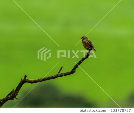 A small, brown Stonechat bird sits perched atop a bare branch. It has a watchful expression, with an open field in the background. A small, brown Stonechat bird sits perched atop a bare branch. It has a watchful expression, with an open field in the background. 133778737