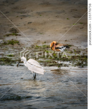 A white egret wades in shallow water, holding its catch. A brown bird stands nearby on a shoreline, seemingly grooming its feathers. Both are enjoying the coastal habitat. A white egret wades in shallow water, holding its catch. A brown bird stands nearby on a shoreline, seemingly grooming its feathers. Both are enjoying the coastal habitat. 133778738
