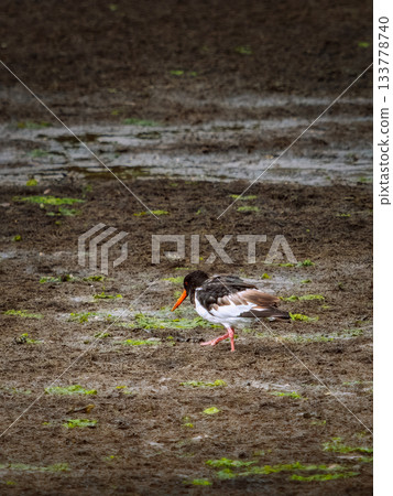 An Eurasian oystercatcher is walking on the mud near the water's edge, looking for food. An Eurasian oystercatcher is walking on the mud near the water's edge, looking for food. 133778740