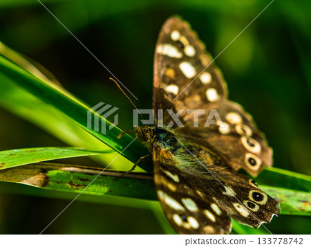 Close-up capturing the intricate patterns on a butterfly's wings blending with the green foliage. 133778742