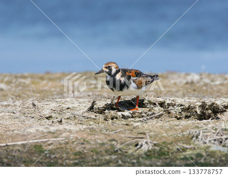 The ruddy turnstone (Arenaria interpres) The ruddy turnstone (Arenaria interpres) 133778757
