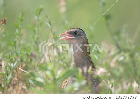 corn crake, corncrake or landrail (Crex crex) 133778758