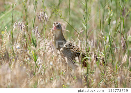 corn crake, corncrake or landrail (Crex crex) corn crake, corncrake or landrail (Crex crex) 133778759