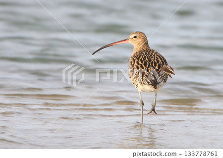 The Eurasian curlew (Numenius arquata) The Eurasian curlew (Numenius arquata) 133778761