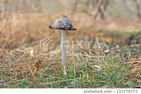 common ink cap common ink cap 133778772