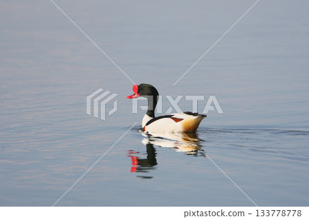 common shelduck (Tadorna tadorna) 133778778