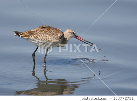 black-tailed godwit (Limosa limosa) black-tailed godwit (Limosa limosa) 133778791