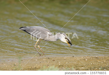 breakfast gray heron (Ardea cinerea) breakfast gray heron (Ardea cinerea) 133778831