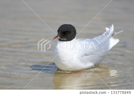 The unusual little gull (Hydrocoloeus minutus) The unusual little gull (Hydrocoloeus minutus) 133778849