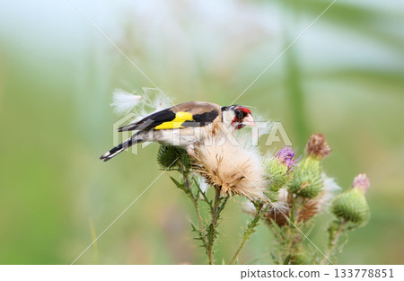 Summer goldfinch (Carduelis carduelis) Summer goldfinch (Carduelis carduelis) 133778851