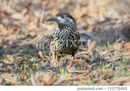 Variegated northern nutcracker (Nucifraga caryocatactes) Variegated northern nutcracker (Nucifraga caryocatactes) 133778869
