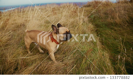 A Playful French Bulldog Exploring the Beautiful Golden Grass Fields Under a Clear Blue Sky, Capturing the Joy of Nature and Canine Adventure A Playful French Bulldog Exploring the Beautiful Golden Grass Fields Under a Clear Blue Sky, Capturing the Joy of Nature and Canine Adventure 133778882