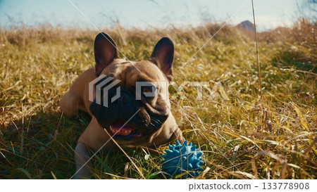 A Playful French Bulldog in a Sunlit Field with a Bright Blue Toy, Relaxing on the Grass Amidst Beautiful Nature and a Clear Sky, Capturing the Joy of Outdoor Playtime and Freedom A Playful French Bulldog in a Sunlit Field with a Bright Blue Toy, Relaxing on the Grass Amidst Beautiful Nature and a Clear Sky, Capturing the Joy of Outdoor Playtime and Freedom 133778908