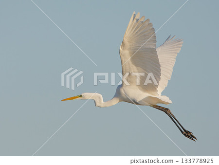 great egret (Ardea alba) great egret (Ardea alba) 133778925