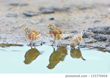 Three Little Graces Three Little Graces 133778926