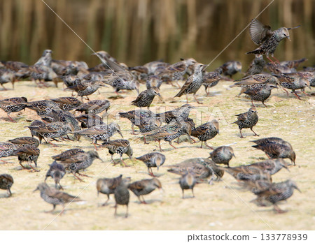 When the common starling (Sturnus vulgaris) is abundant 133778939