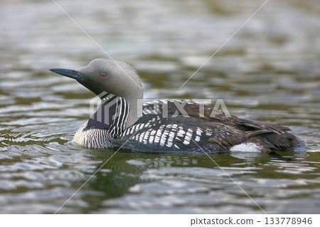 Various black-throated loons (Gavia arctica) 133778946