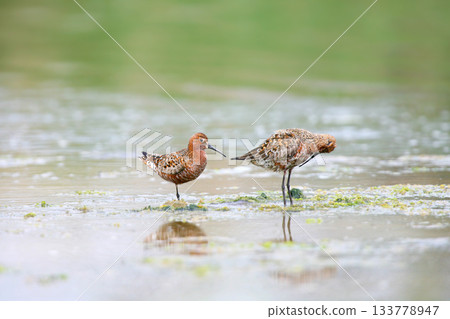Two curlew sandpiper (Calidris ferruginea) Two curlew sandpiper (Calidris ferruginea) 133778947