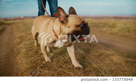 A Joyful French Bulldog Enjoying a Scenic Stroll Along a Nature Trail with Its Owner on a Beautiful Sunny Day Surrounded by Rolling Hills and Open Sky A Joyful French Bulldog Enjoying a Scenic Stroll Along a Nature Trail with Its Owner on a Beautiful Sunny Day Surrounded by Rolling Hills and Open Sky 133778949