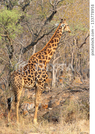 South African giraffe South African giraffe 133778958